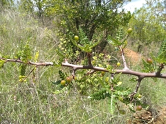 Bursera bipinnata