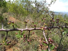 Bursera bipinnata