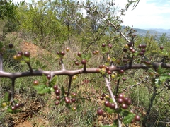 Bursera bipinnata