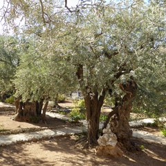 Olea europaea