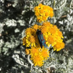 Zygaena lavandulae
