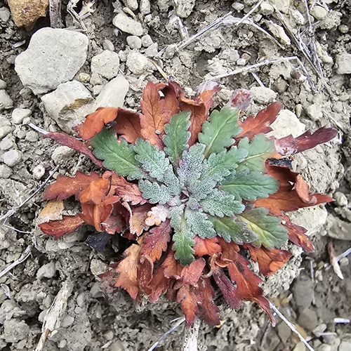 San Juan Gilia (Aliciella haydenii)