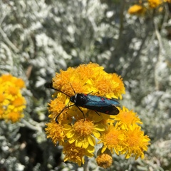 Zygaena lavandulae