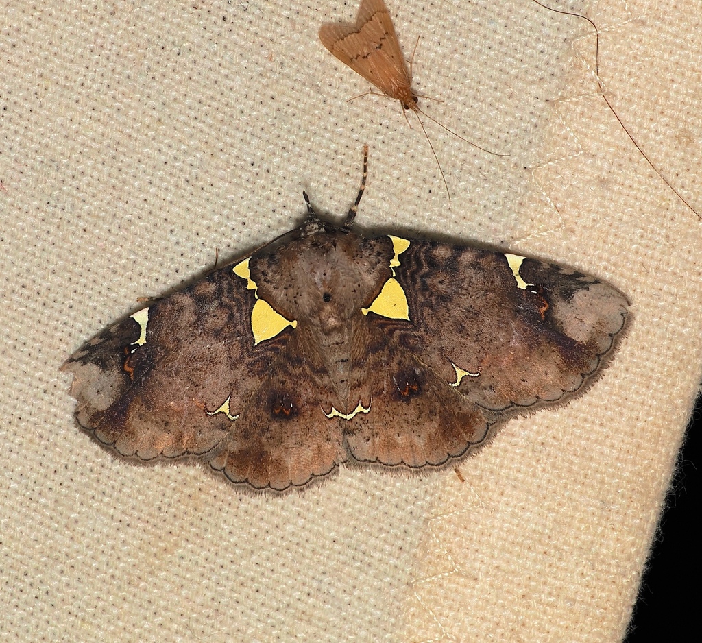 Antiblemma albipunctata