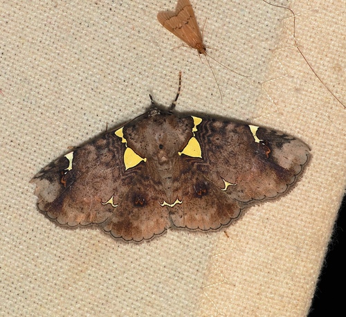 Antiblemma albipunctata