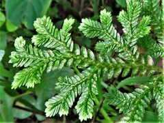 Selaginella stenophylla