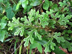Selaginella stenophylla