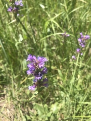Penstemon rydbergii