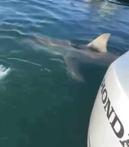 Great white shark