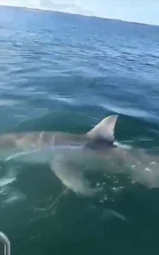 Great white shark