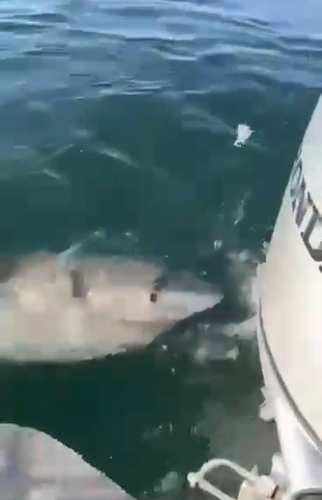 Great white shark