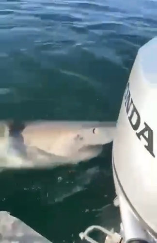 Great white shark
