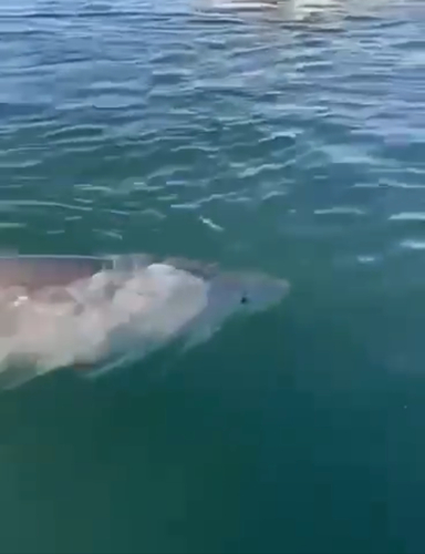 Great white shark