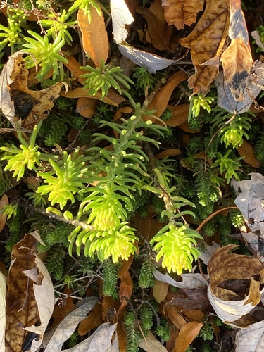 Petrosedum rupestre