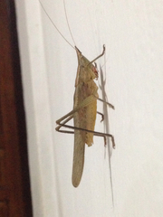 Orthoptera