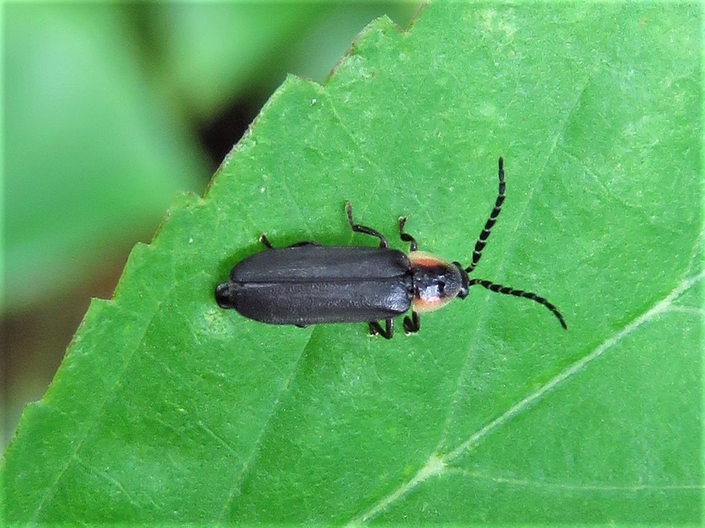 Pyropyga modesta