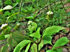 Lippia dulcis