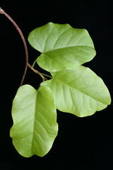 Pohuehue (Muehlenbeckia australis)