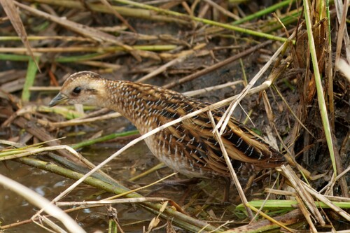 Yellow Rail (Coturnicops noveboracensis), photo 6