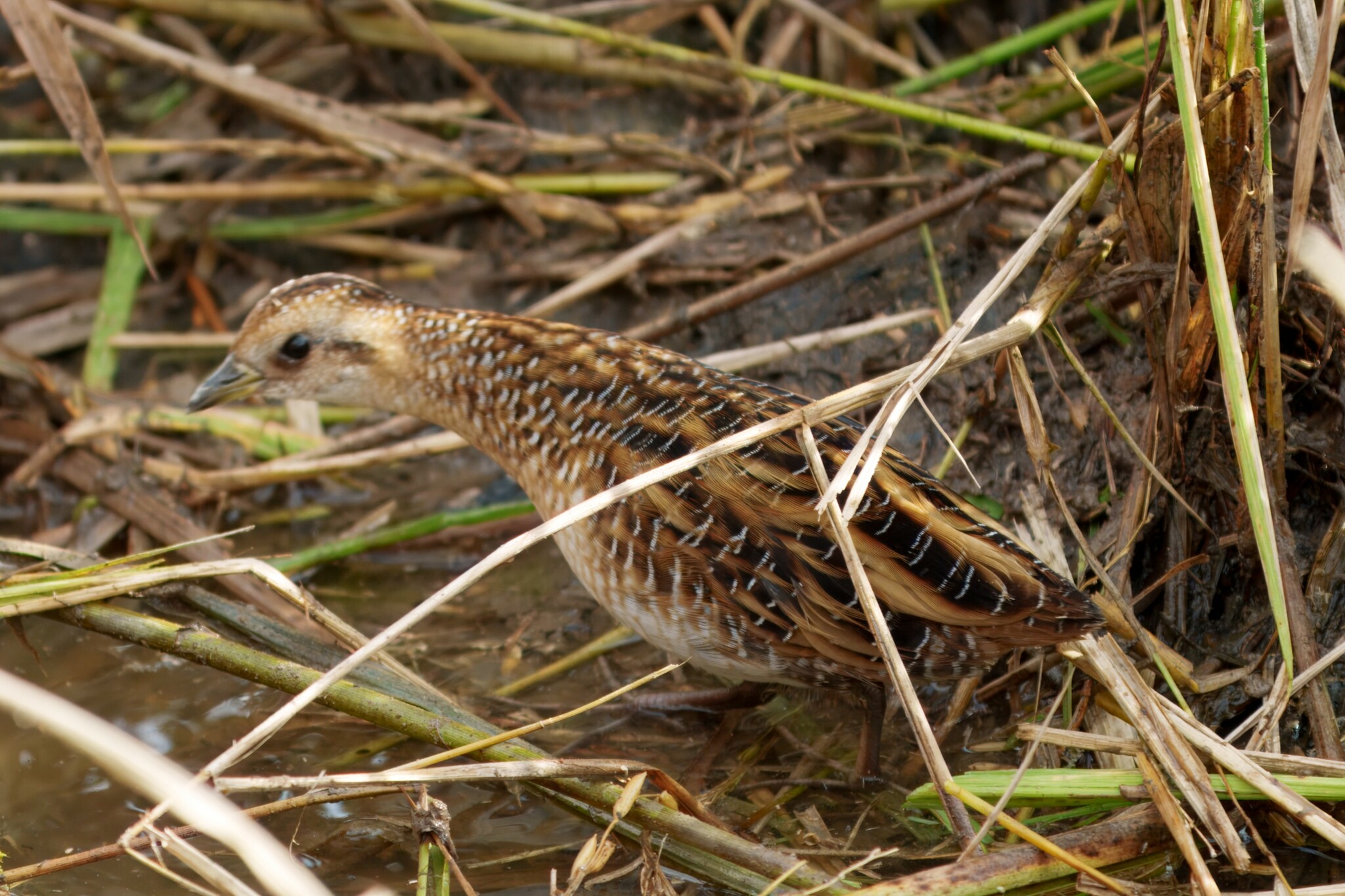Yellow Rail (Coturnicops noveboracensis), photo 8