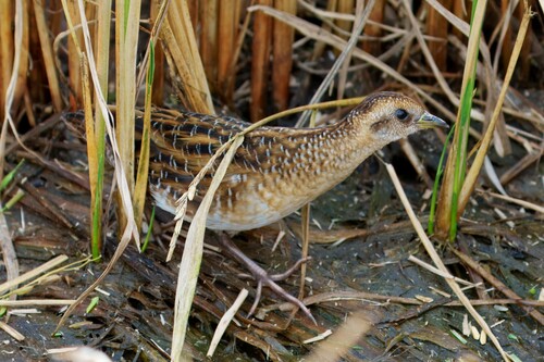 Yellow Rail