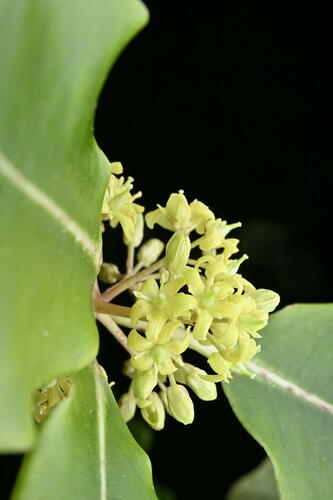 Pittosporum eugenioides