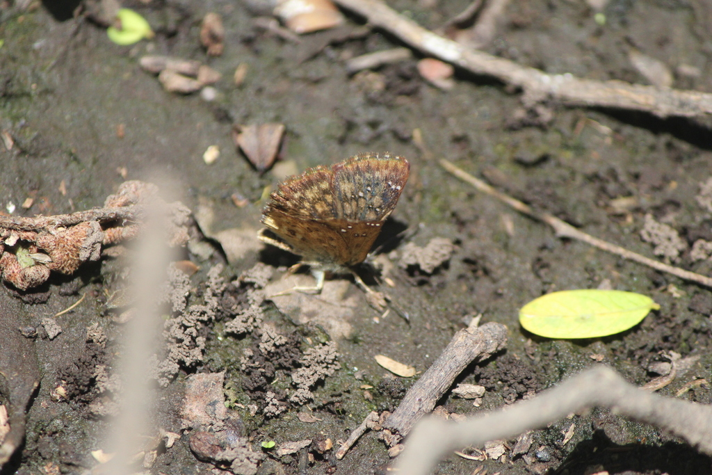 Staphylus tepeca