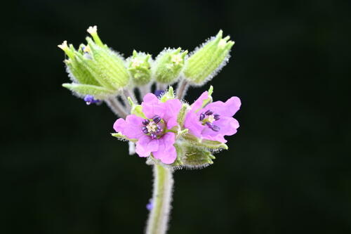 Musky stork's bill (Erodium moschatum)