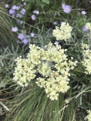 Oligogonum