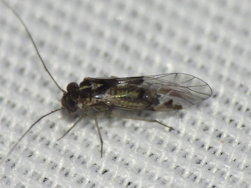Hyalopsocus striatus