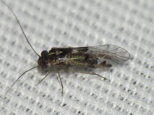 Hyalopsocus striatus