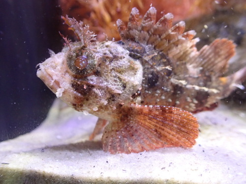 Barbfish (Scorpaena brasiliensis) — Scorpaenidae — 3