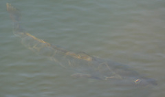 Atractoscion nobilis