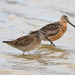 Dowitchers - Photo (c) Ryan Shaw, some rights reserved (CC BY-NC)