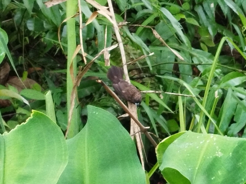 Dusky Munia