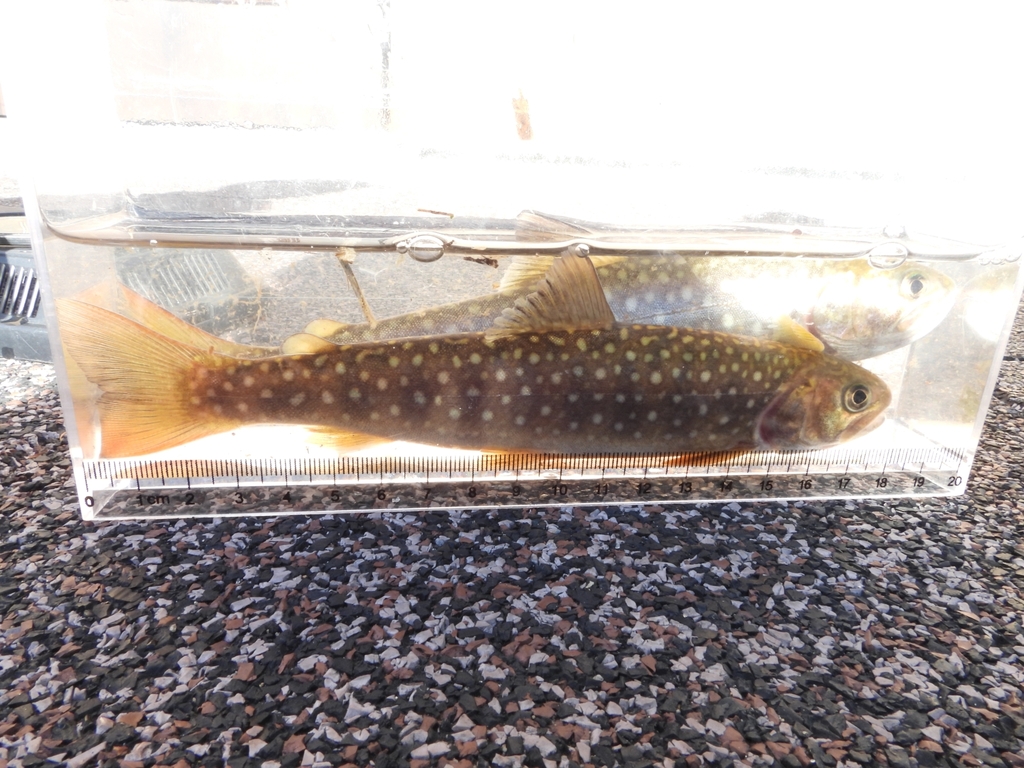 Witgevlekte beekridder (Salvelinus leucomaenis) — Salmonidae