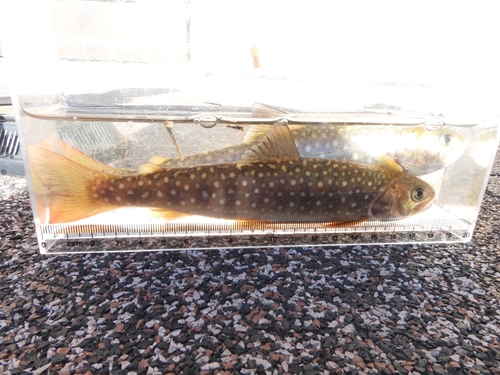 East siberian char (Salvelinus leucomaenis) — Salmonidae