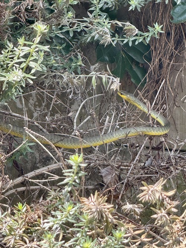 Common Tree Snake sighting