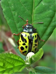 Calligrapha fulvipes