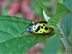 Calligrapha fulvipes