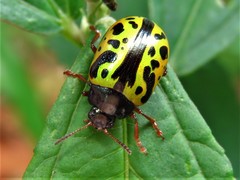 Calligrapha fulvipes