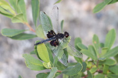 Celithemis martha
