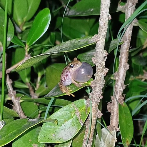 Schmidt's Uruguay Treefrog, Julianus uruguayus