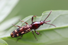 Arrhenodes minutus