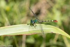 Erpetogomphus eutainia