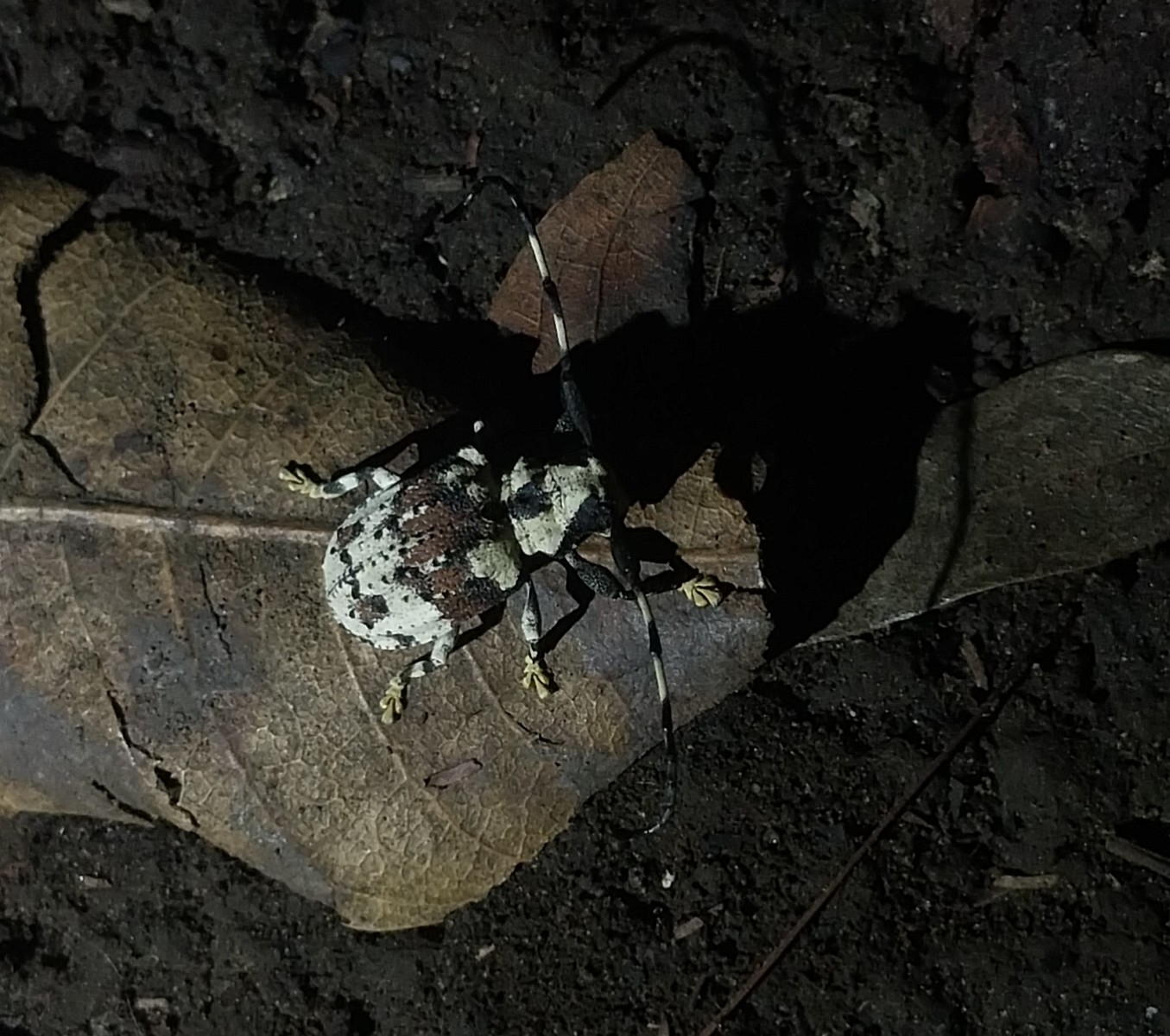 Onychocerus albitarsis