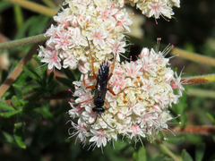 Episyron conterminus