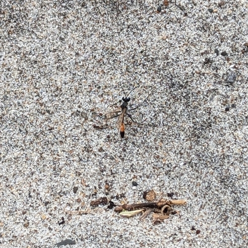 Tyde's Sand Wasp photo 5