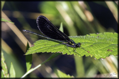 Calopteryx maculata