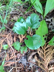 Pyrola asarifolia